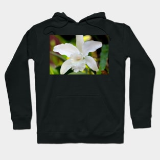 a white orchid flower Hoodie